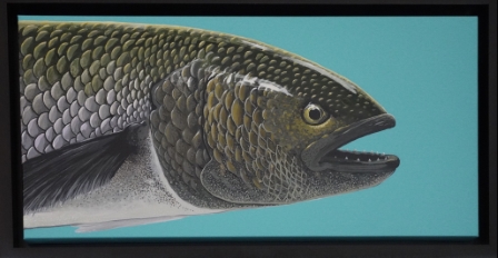 Bluefish portrait