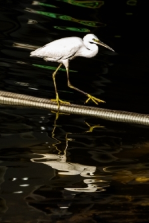 Little Egret, Luxor, Egypt