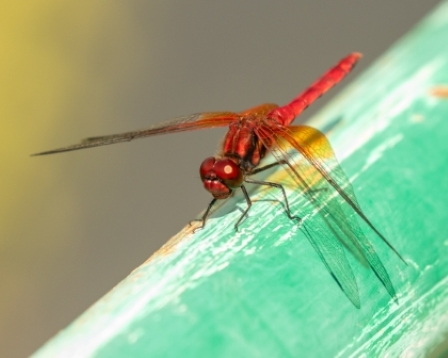Aka Tombo Red Dragonfly, Shioya, Kobe, Japan