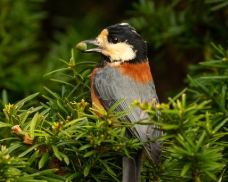 Varied Tit, Aomoriya, Misawa, Japan