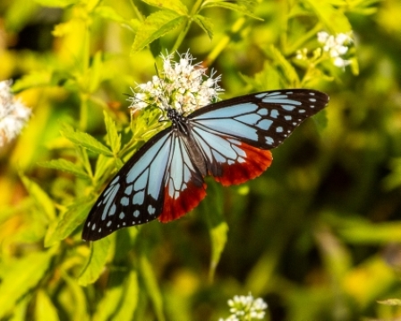 Chestnut Tiger Butterfly, Mt. Hatafuri, Kobe, Japan