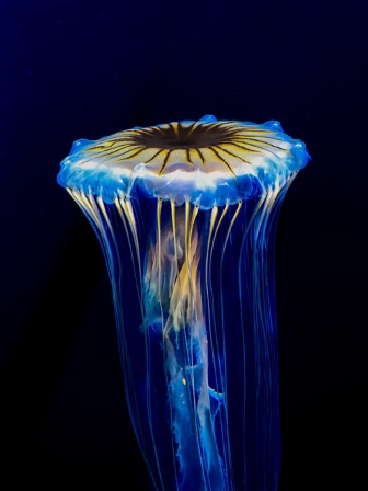 Grace Beneath the Sea