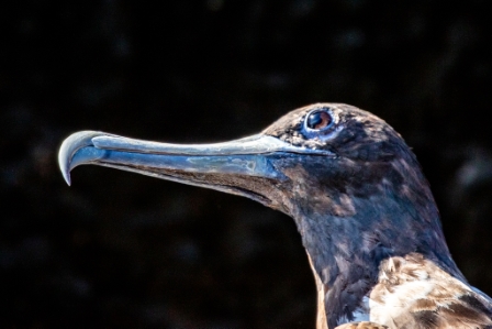 Frigate Bird, Galapagos