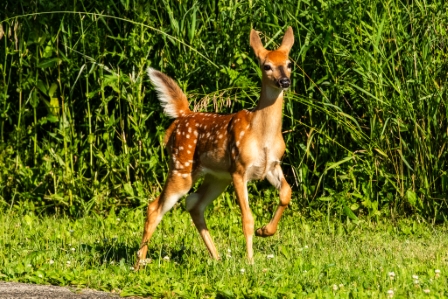 Prancing Fawn