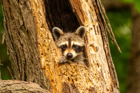 Peekaboo Raccoon