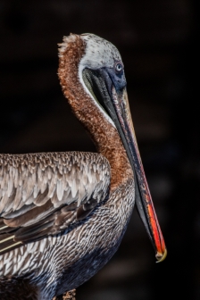 American Pelican, Galapagos