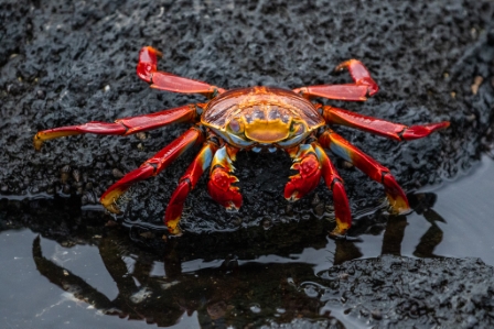 Sally Lightfoot Crab, Galapagos
