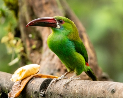 Crimson-Rumped Toucanet, Ecuador