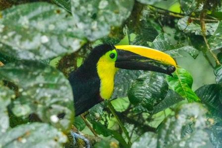 Choco Toucan, Ecuador