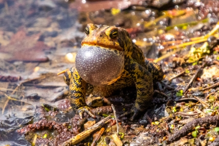 American Toad Singing