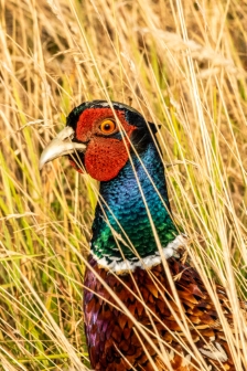 Ring-Necked Pheasant, Sachuest Point