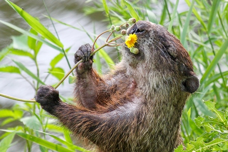 Groundhog with Flower