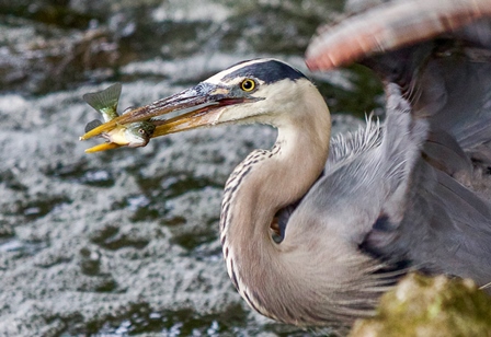 Great Blue Heron with Fish 2