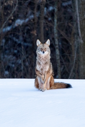 Isn't She Lovely? Snow Coyote