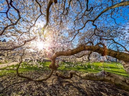 Star Magnolia - Newport, RI.