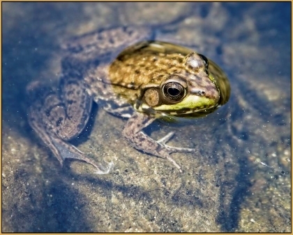 Watching Me, Green Falls Pond, CT.