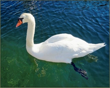 Watchful Swan - Bristol, RI.