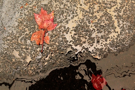 Red Leaves Ascending