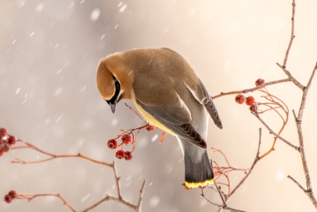 Berry Focused Snow Cedar Waxwing