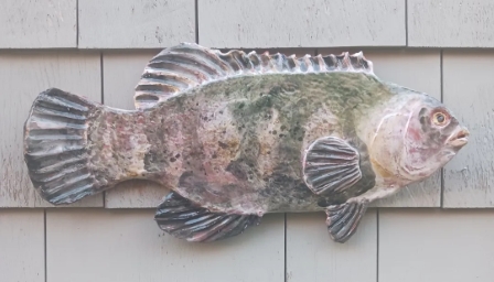 Tautog