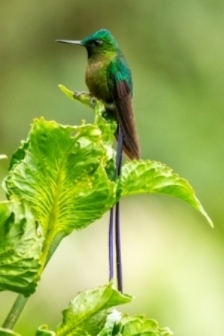 Velvet-Purple Coronet Hummingbird, Ecuador