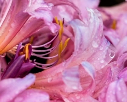 In the Heart of the Pink Rain Lily