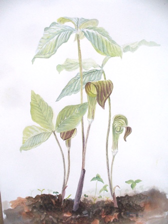 Three Jack in the Pulpits