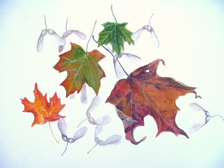Maple Leaves and Samaras