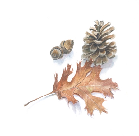 Pinecone, Acorns and Oak Leaf