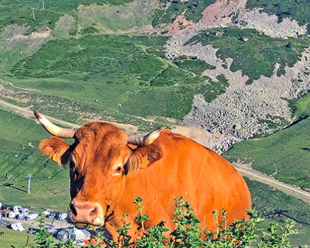 Cow at Tourmalet