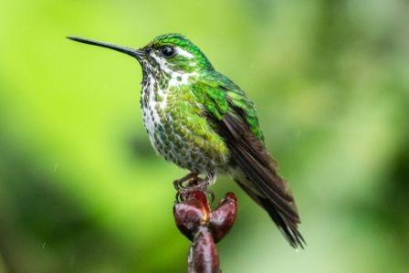 Andean Emerald Hummingbird, Ecuador