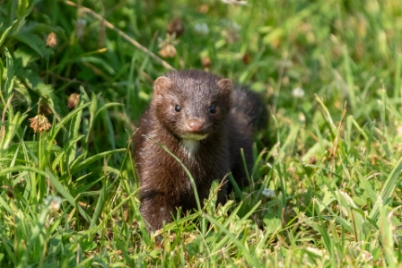 American Mink, Sachuest