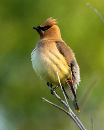 Fluffy Cedar Waxwing