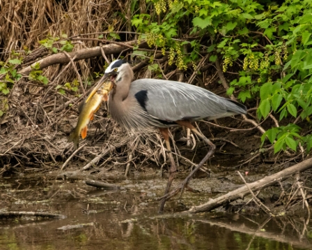Great Blue Heron with Golden Redhorse