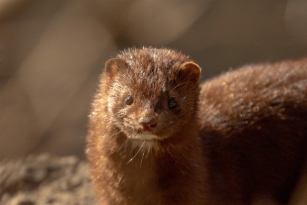 Kishwaukee River Mink