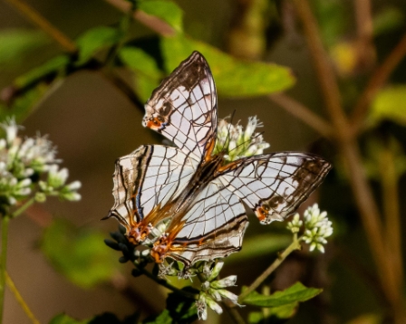 Map Butterfly, Kobe Japan