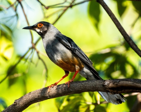Mynah Bird, Havana