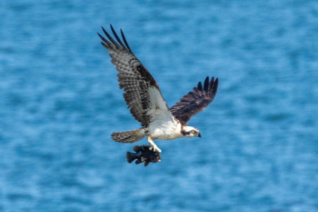 Osprey with Tautog, Sachuest