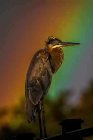 Rainbow Great Blue Heron
