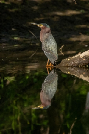 Reflective Green Heron