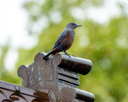 Rock Thrush on Temple Roof, Kobe