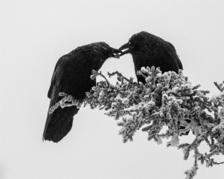 The Gift, Fairbanks Alaska