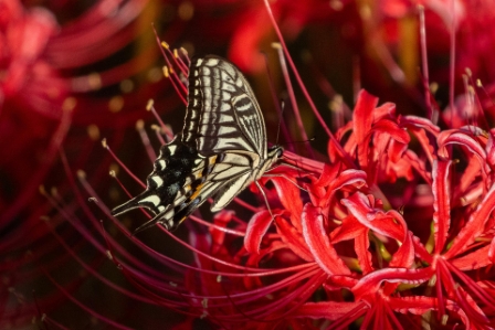 Japanese Swallowtail, Kobe