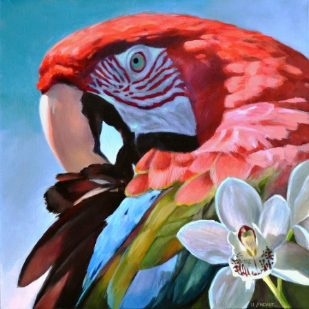 Scarlet Macaw