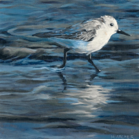Plover