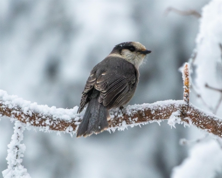 Canadian Jay, Fairbanks Alaska