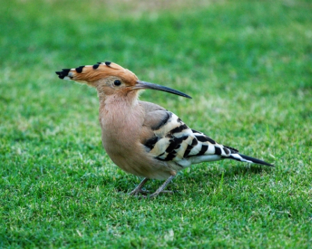 Eurasian Hoopoe, Sharm El-Sheikh, Egypt