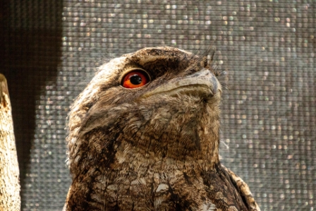 Tawny Frogmouth, Port Douglas Australia