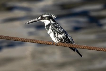 Pied Kingfisher, Luxor Egypt