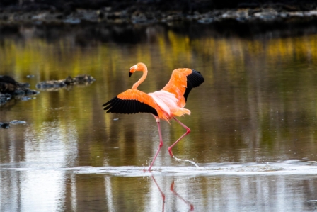 Dancing Flamingo, Galapagos
